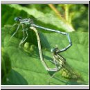 Platycnemis pennipes - Blaue Federlibelle 00.jpg